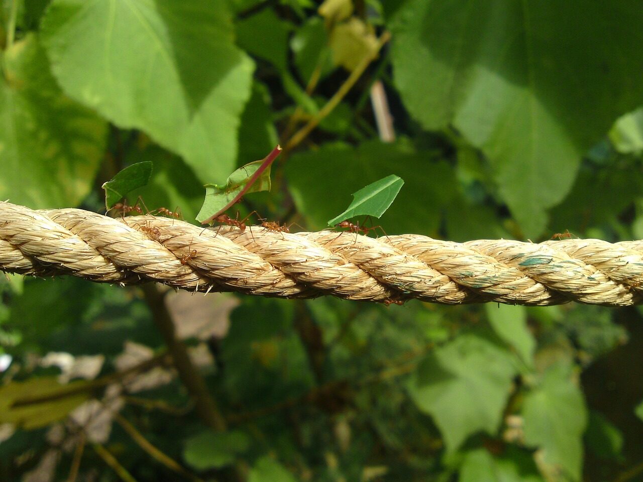 ants, work, working, carrying, insect, nature, green work, ants, ants, ants, ants, ants