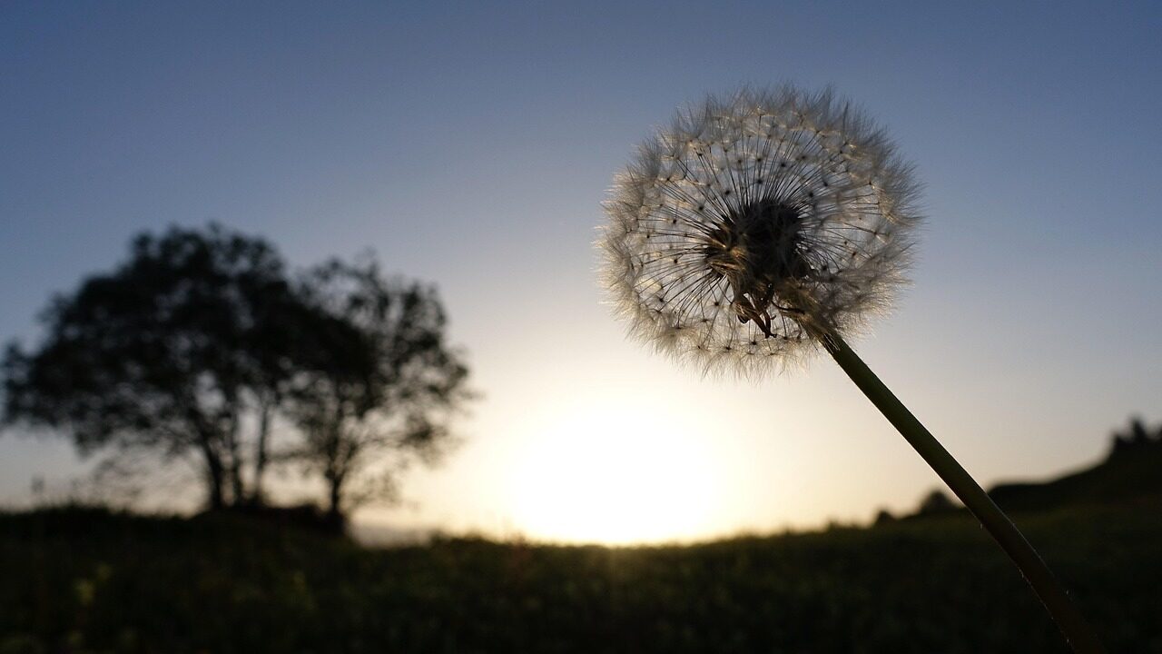 sunset, flower wallpaper, meditation, nature, mindfulness, flower, beautiful flowers, flower background, dandelion