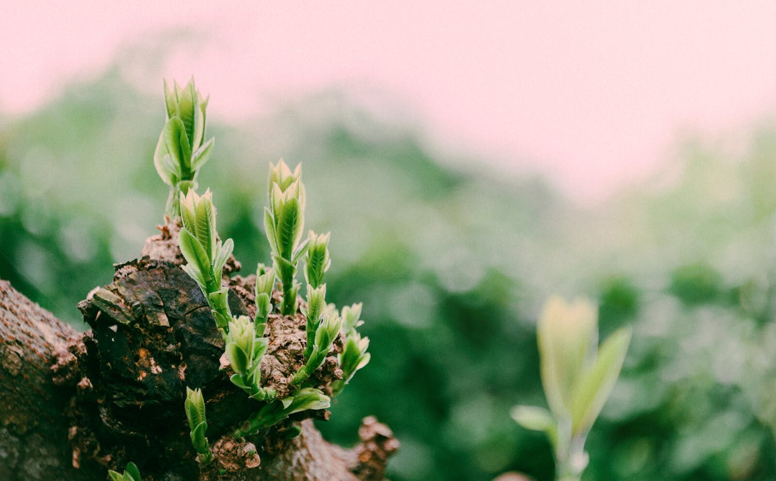 Vibrant green buds on a tree branch symbolizing growth and renewal in spring outdoors.